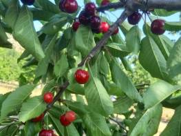 ÇAMURLU'DA SATILIK KİRAZ VE CEVİZ BAHÇESİ