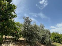 ÇEŞMELİ'DE DENİZ MANZARALI SATILIK LİMON BAHÇESİ