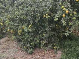 ÇİFTEPINAR'DA MUHTEŞEM KONUMDA SATILIK TARLA 