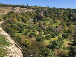 ÇİFTEPINAR'DA MUHTEŞEM KONUMDA SATILIK LİMON BAHÇESİ