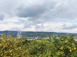 ÇİFTEPINAR'DA  MUHTEŞEM  KONUMDA  SATILIK  LİMON  BAHÇESİ  ( AÇIKLAMAYI OKUYUNUZ )