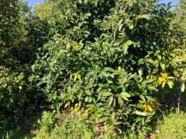 ÇİFTEPINAR'DA SATILIK DENİZ MANZARALI LİMON BAHÇESİ