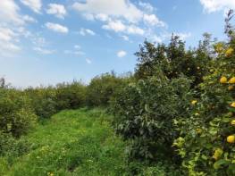 ÇİFTEPINAR'DA  SATILIK  LİMON  BAHÇESİ ( AÇIKLAMAYI OKUYUNUZ )