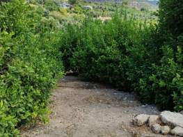 ÇİFTEPINAR'DA SATILIK LİMON BAHÇESİ