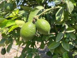ÇİFTEPINAR'DA YETİŞMİŞ LİMON BAHÇESİ