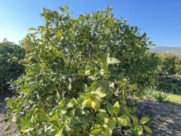 ELVANLI’DA LİMON BAHÇESİ