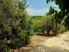 ELVANLI'DA SATILIK LİMON BAHÇESİ (açıklamayı okuyunuz) 