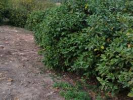 ELVANLI'DA SATILIK LİMON VE AVOKADO BAHÇESİ 