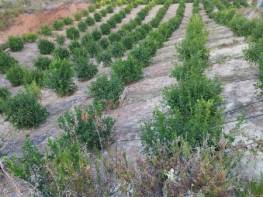 HACIHALİLARPAÇ'DA SATILIK LİMON BAHÇESİ