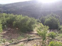 HACIHALİLARPAÇ'DA SATILIK LİMON BAHÇESİ