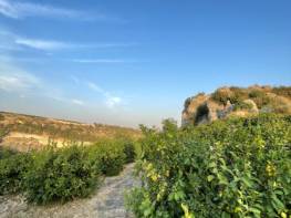 HACIHALİLARPAÇ'TA SATILIK LİMON BAHCESİ