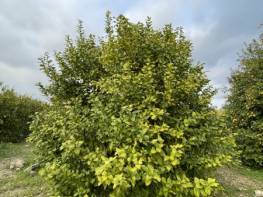 HACIHALİLARPAÇ'TA SATILIK LİMON BAHÇESİ