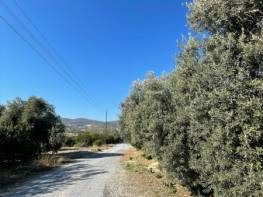 HACİHALİLARPAÇ'TA SATILIK YATIRIMA UYGUN LİMON BAHÇESİ