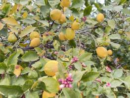 HACIHALİLARPAÇ’TA VERİMLİ LİMON BAHÇESİ 