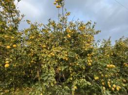 HACIHALİLARPAÇ’TA YOLA CEPHELİ LİMON BAHÇESİ 