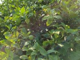 MANZARALI SATILIK LİMON BAHÇESİ