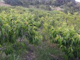 MEZİTLİ'DE SATILIK ŞEFTALİ BAHÇESİ