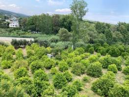 PINARBAŞI’NDA DOĞA HARİKASI LİMON BAHÇESİ