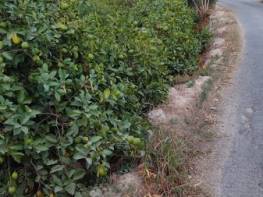 PINARBAŞI'NDA SATILIK LİMON BAHÇESİ