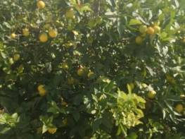 PINARBAŞI'NDA YATIRIMLIK SATILIK LİMON BAHÇESİ