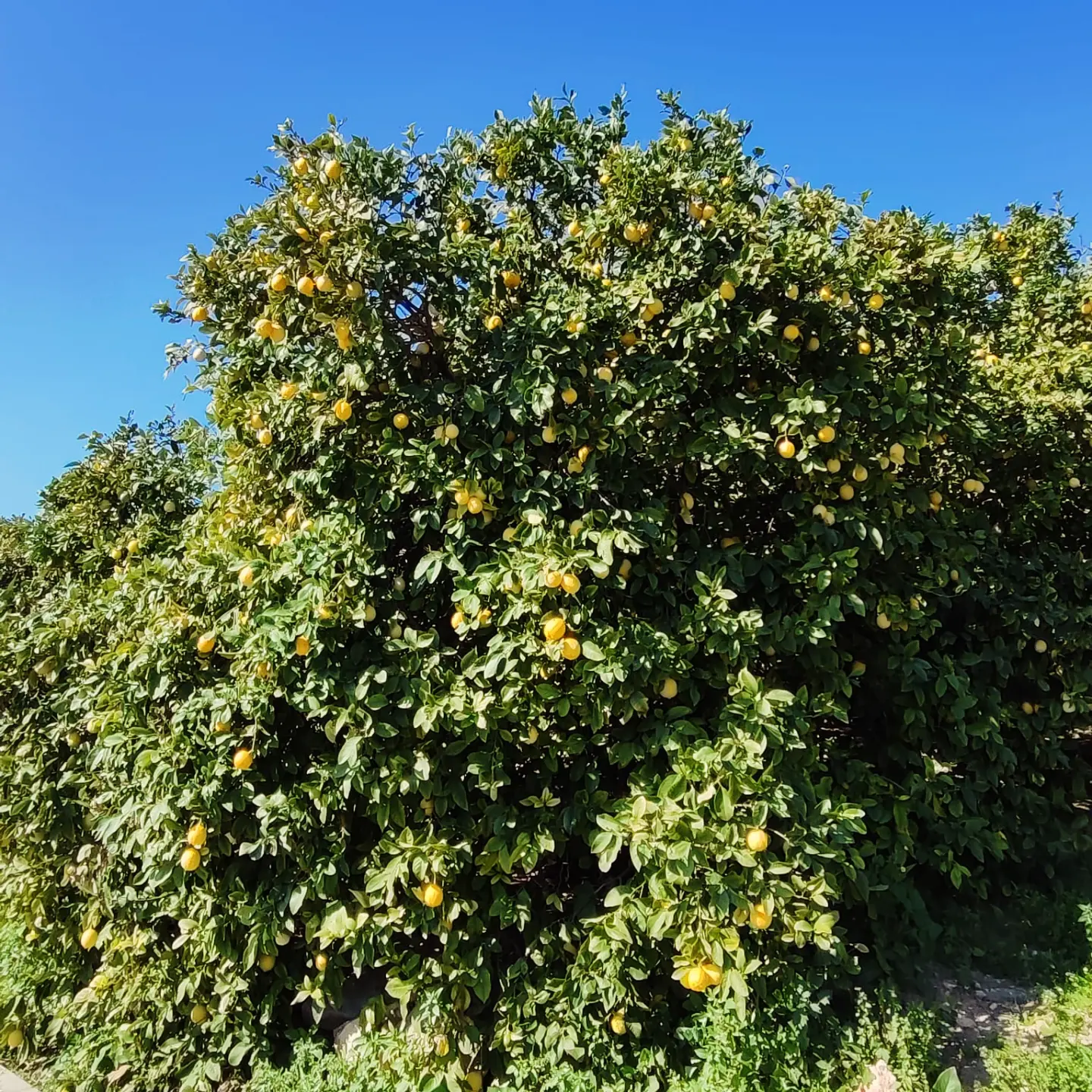 ÇİFTEPINAR’DA SATILIK LİMON BAHÇESİ