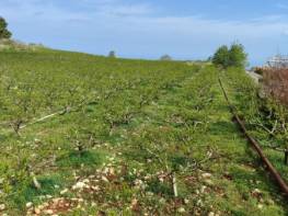 SIRAÇ'TA MUHTEŞEM DENİZ MANZARALI SATILIK ŞEFTALİ BAHÇESİ