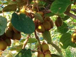 SIRAÇ'TA SATILIK KİVİ BAHÇESİ