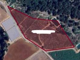 SIRAÇ'TA SATILIK ŞEFTALİ BAHÇESİ