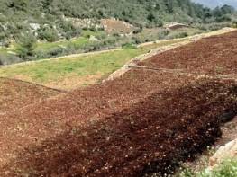 SIRAÇ'TA SATILIK YAPILI HAZIR TARLA 