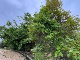 TÖMÜK'DE SATILIK DENİZ MANZARALI LİMON BAHÇESİ