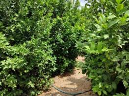 TÖMÜK'TE SATILIK LİMON BAHÇESİ 