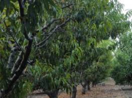 TÖMÜK'TE SATILIK LİMON ŞEFTALİ BAHÇESİ